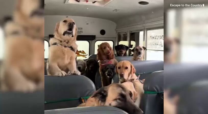 ALL ABOARD THE BARKBUS! PUP COMMUTES TAKE SOCIAL MEDIA BY STORM  Custom school buses for canine adventures have captured hearts worldwide, with a single video reaching 85M views.   Bus compa...
