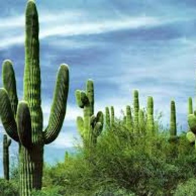 StarryCactus
