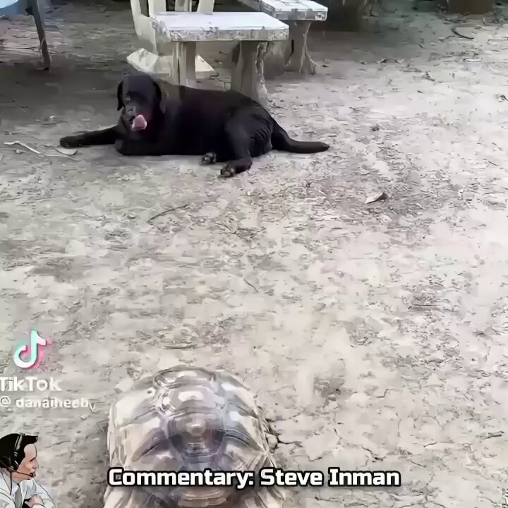Dog sweeps the leg of a tortoise.