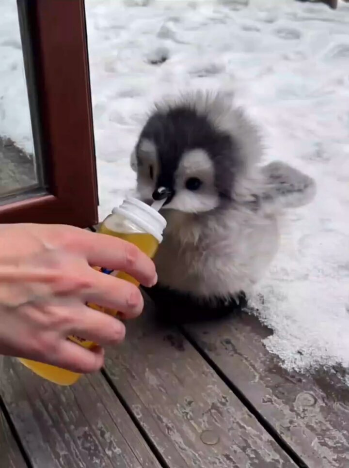 Feeding a baby penguin   📹AI"