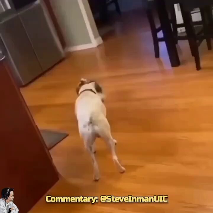 The dog identifies as LeBron James.