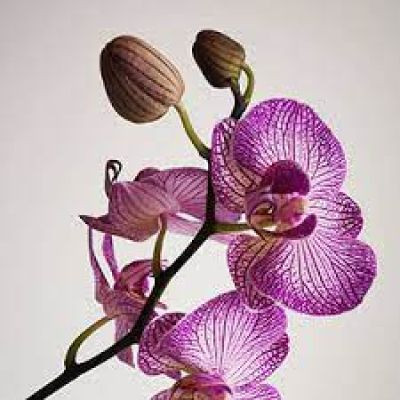 orchid87