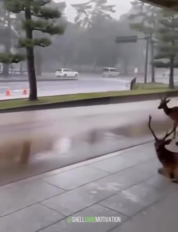 During a rainstorm in Japan, wild animals will take shelter in the same place as humans