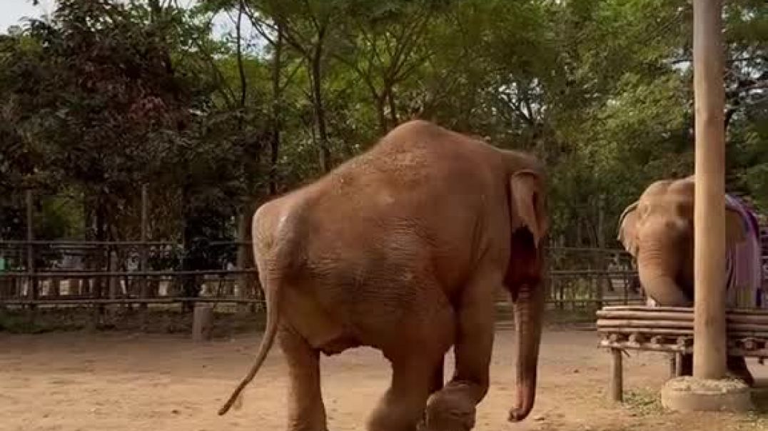 Sad consequence of elephant rides