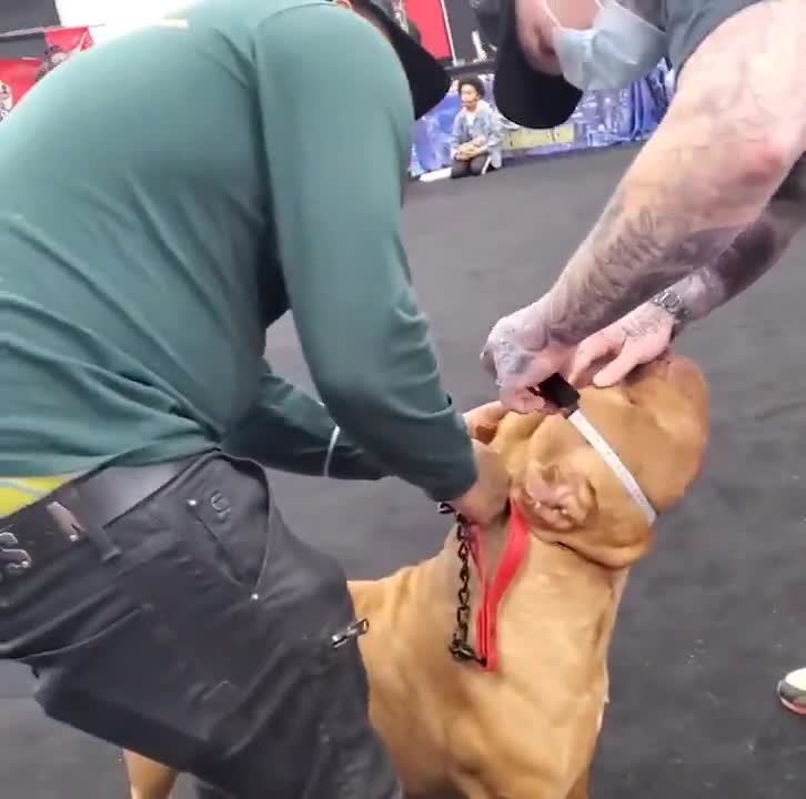 XL bully dog attacks judge at dog show