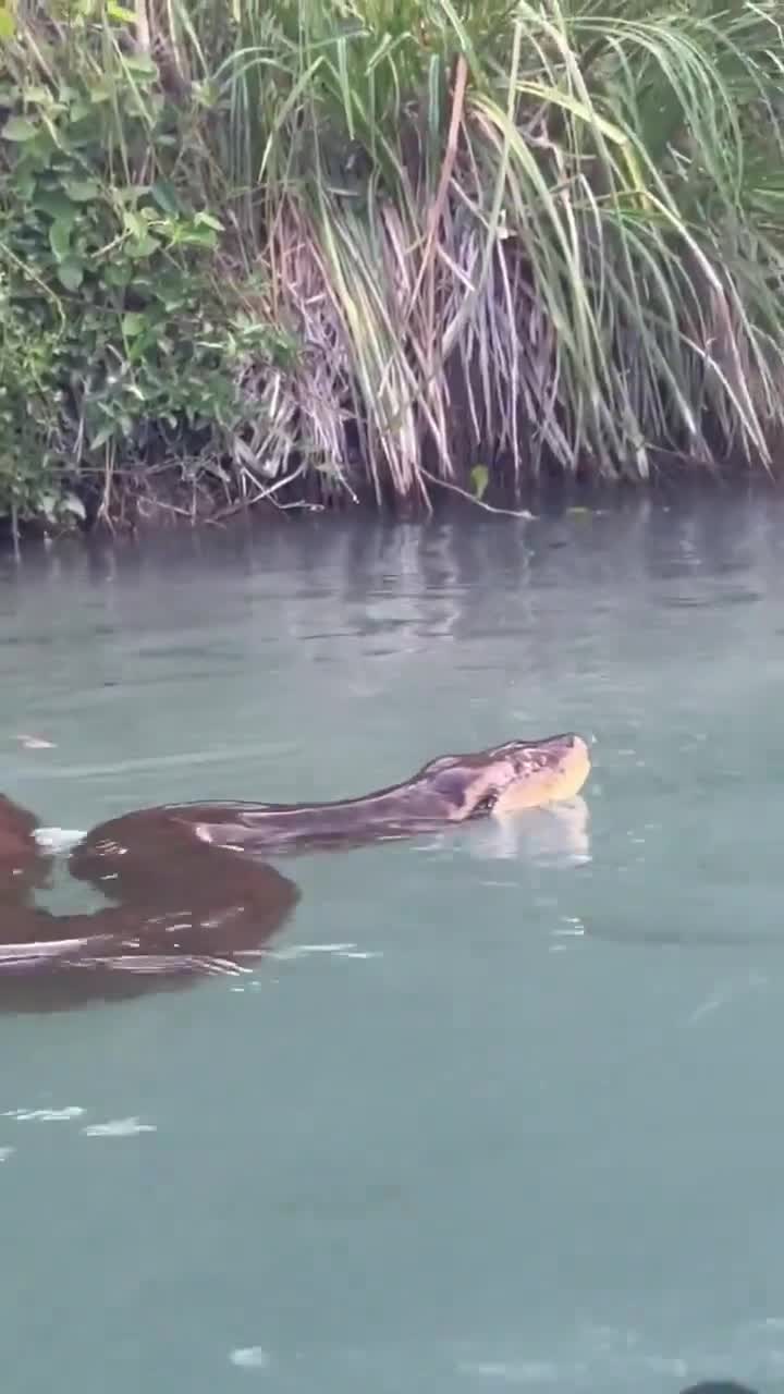 Imagine seeing this while swimming 😳