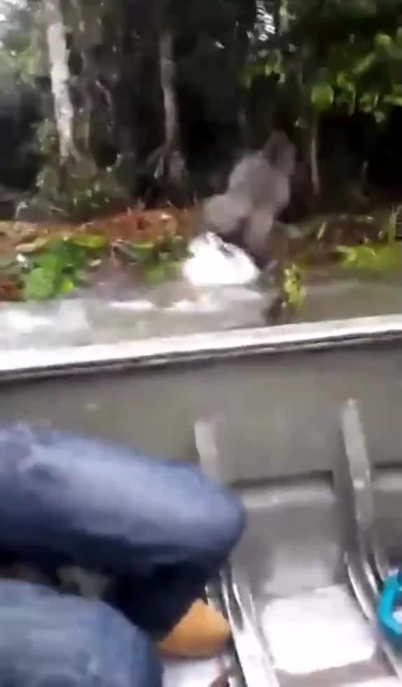 Mischevious gorilla splashes wildlife photographers in their boat