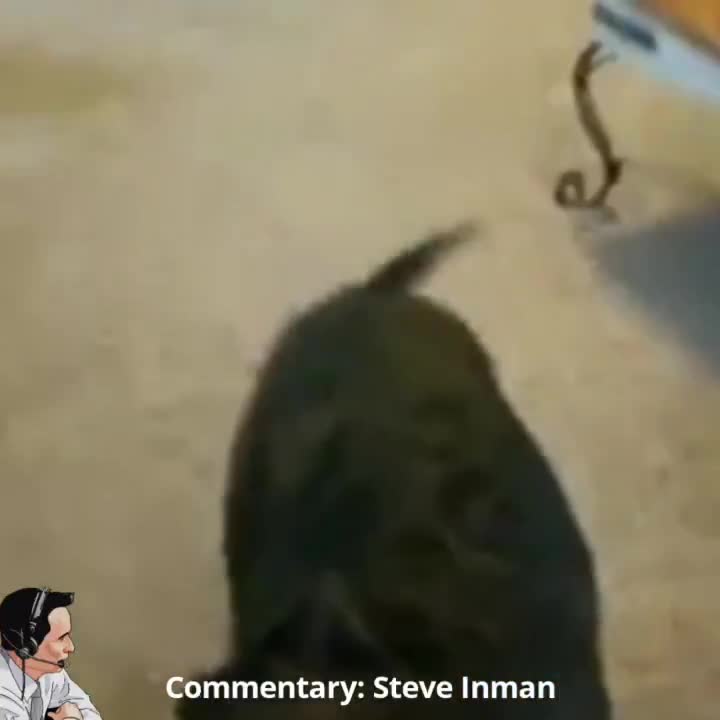 Smart Dogs