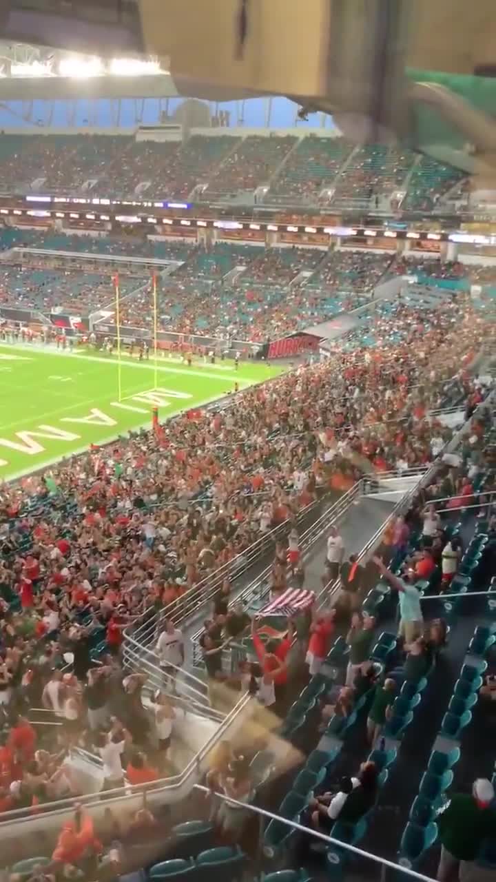 Stray cat at a college football game