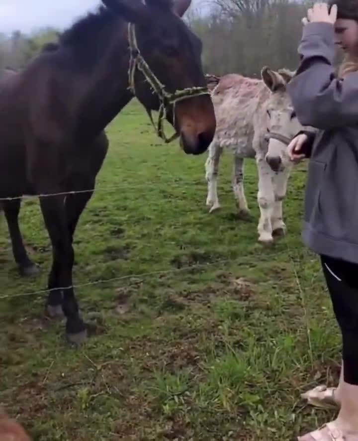 Donkey laughs at dog getting zapped by electric fence 😭