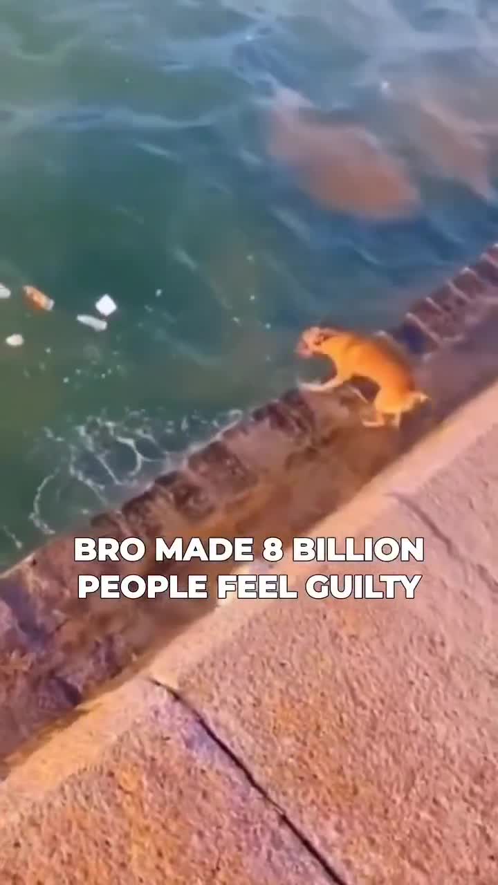 A video of a dog cleaning up litter by retrieving a plastic bottle and disposing of it in a recycling bin has been going viral...