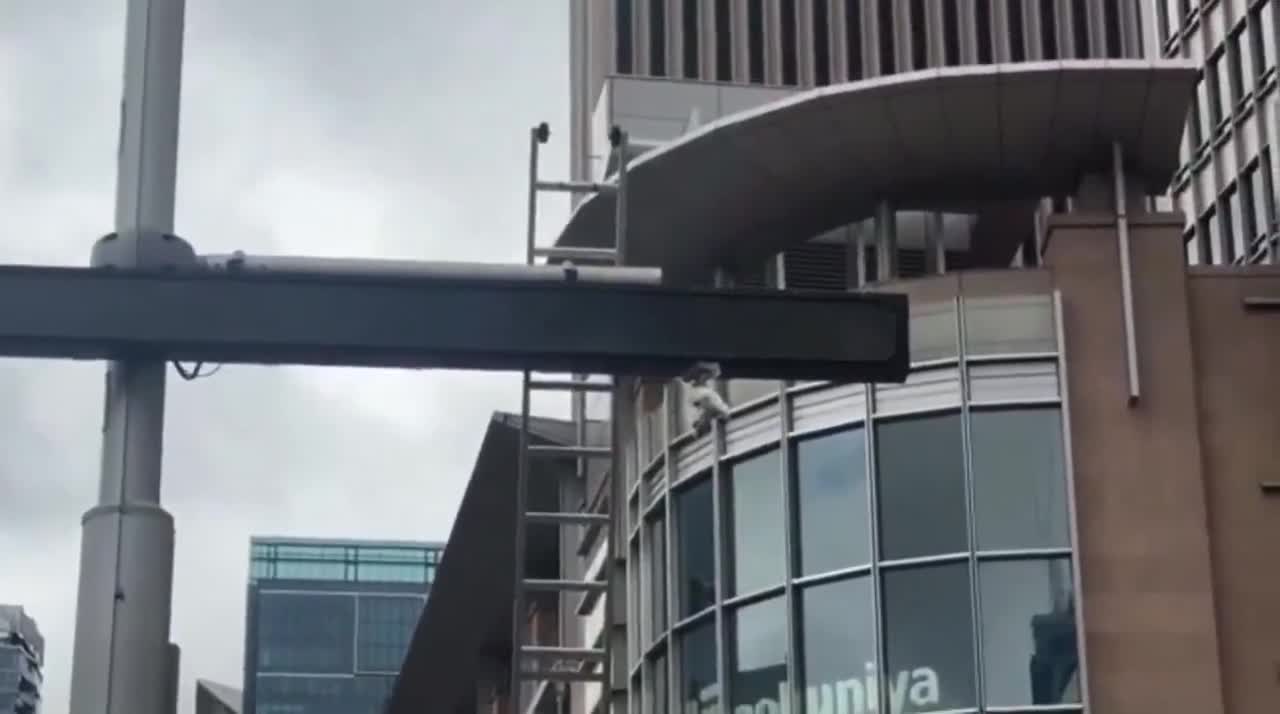 Firefighters rescue seagull in Sydney