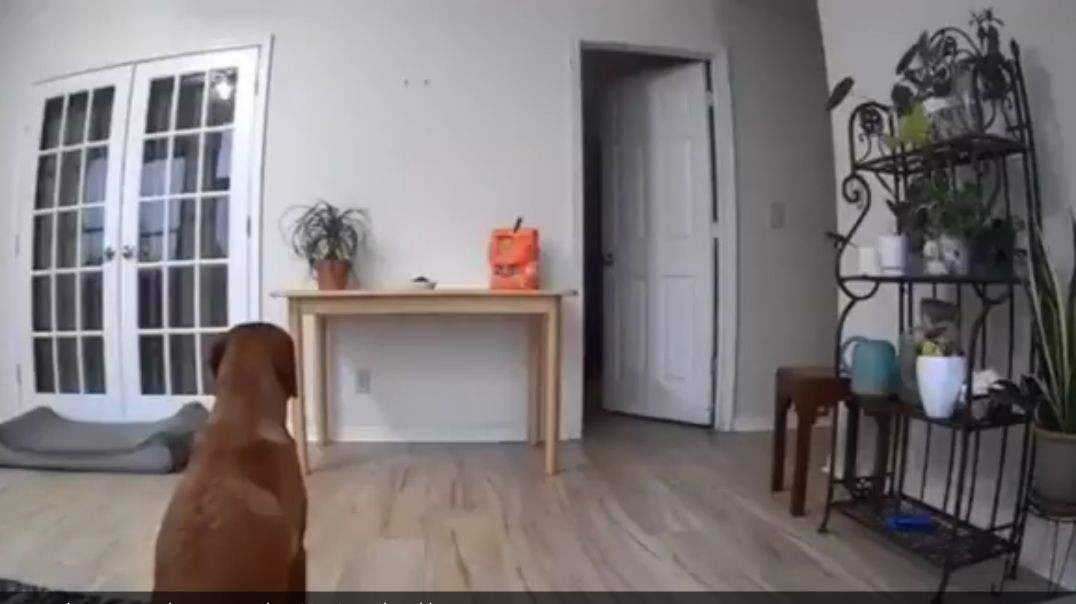 Dog moves security camera so he can secretly eat treats on the table. But the cat had other ideas..