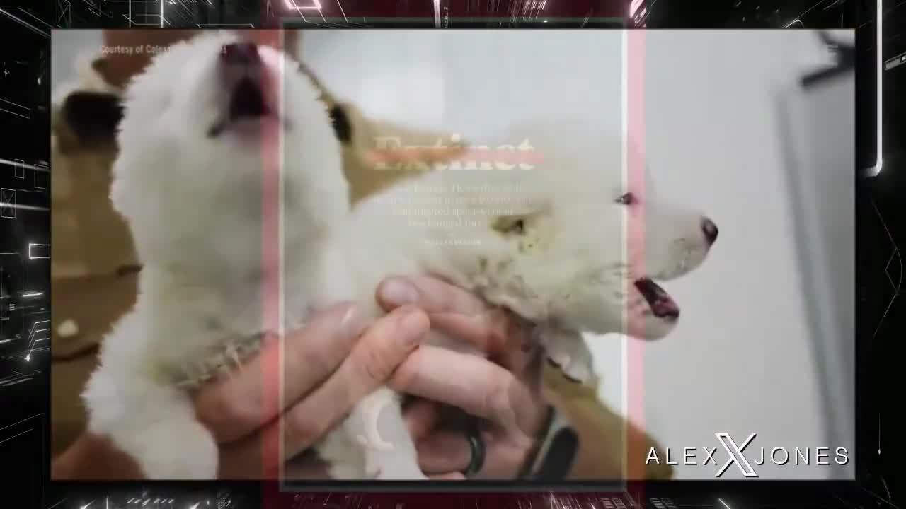 HOAX ALERT! The Dire Wolf Species Has NOT Been Resurrected From Extinction!  Dallas Based Colossal Biosciences Genetic Engineering Company Has Simply Injected Some Of The Dire Wolf's Genome ...