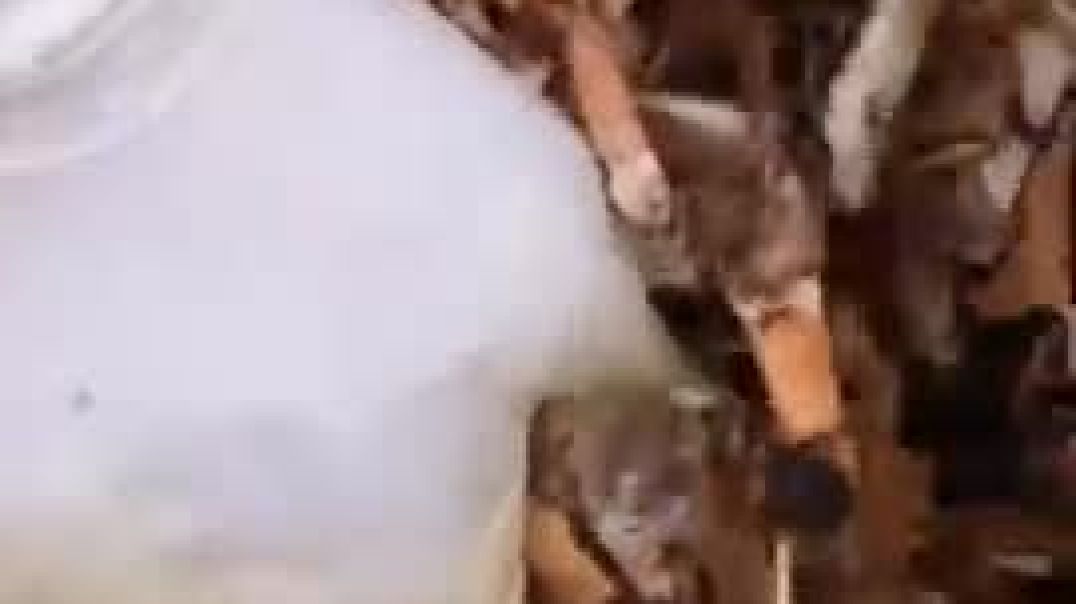 Cigarette buds are used to stuff teddy bears in India. (Credit:- Science Insider)