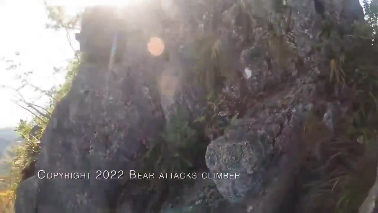 Bear attempts to eat a rock climber for breakfast