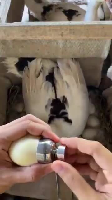 Ok wait this is cool as shit 😍