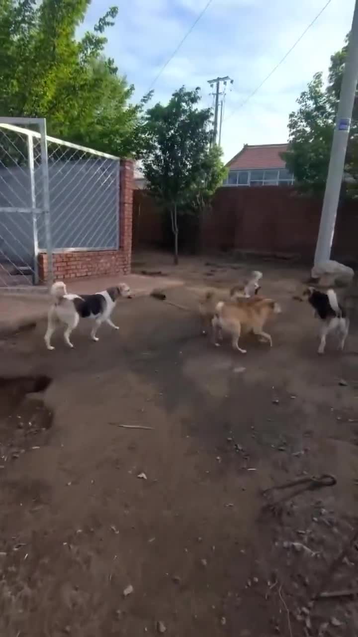 Dogs absolutely have a chain of command 🐕
