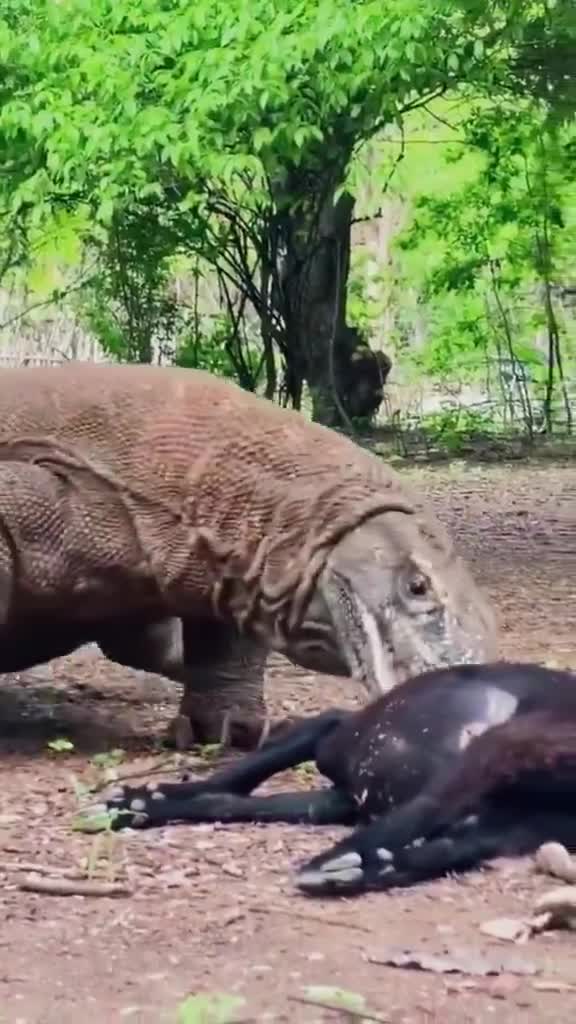 Komodo Dragon swallows goat in 2.5 seconds flat