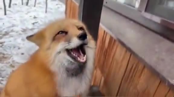 If you're having a bad day, watch this (sound on)