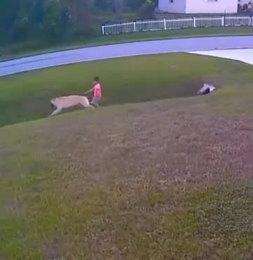German shepard saves his boy ♥️