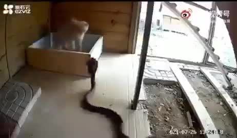 Cat saves her kittens from cobra attack