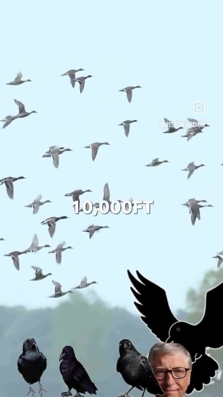 “How do 10,000 Birds die in a clip”  Is this the reason why Bird populations are dramatically in decline?    You also keep seeing the clips of dead birds also falling out the sky - somet...