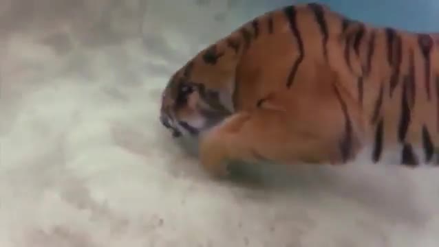 I had no idea tigers could swim so well