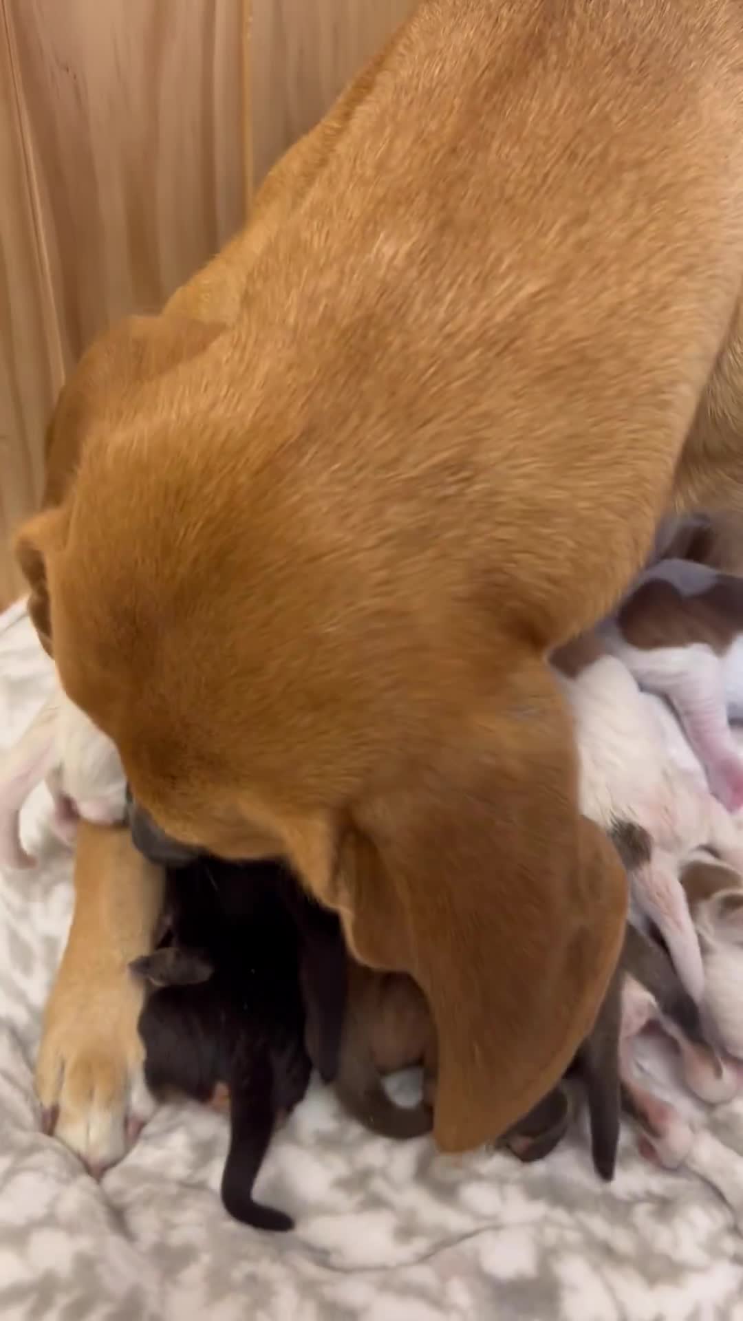 The puppies will be three-years-old tomorrow - sound up.