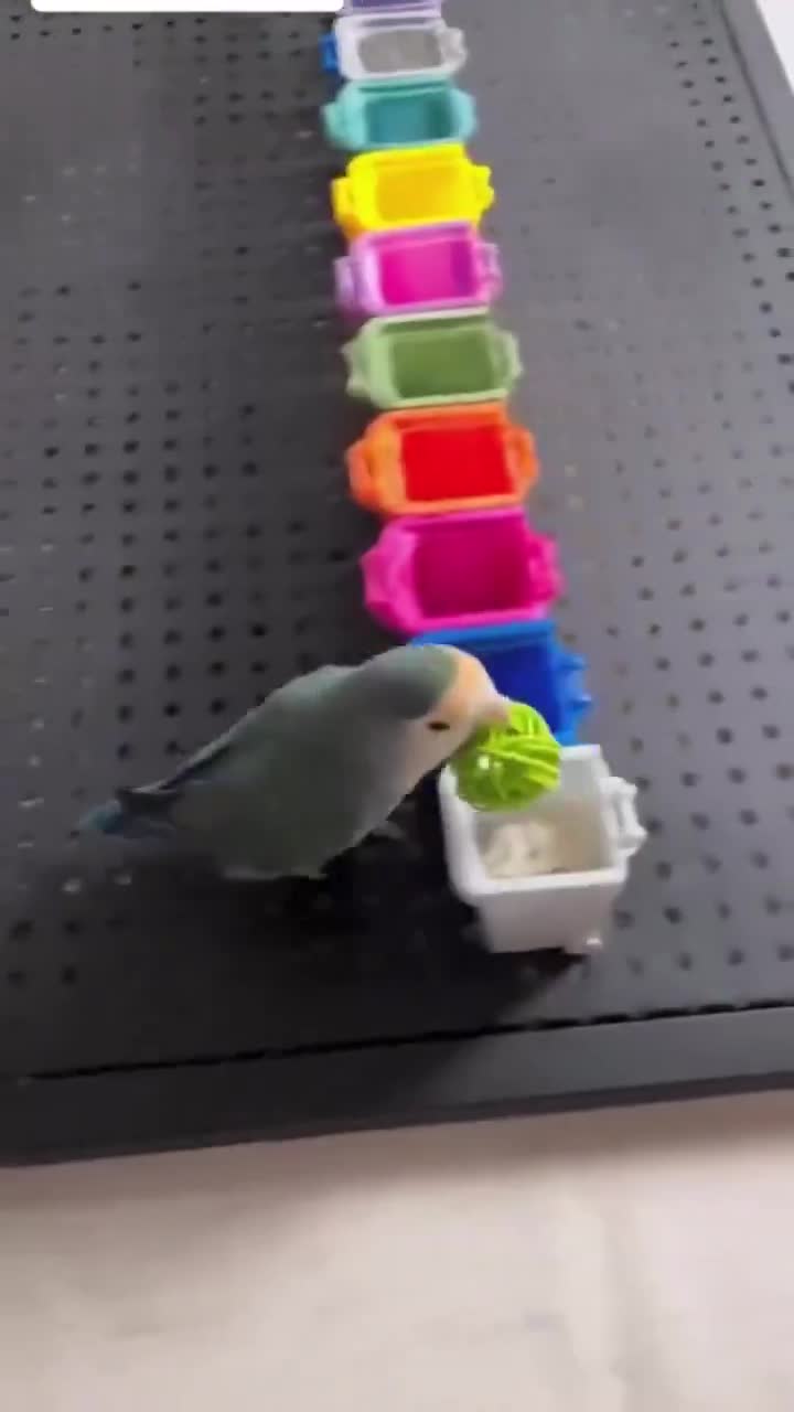 What smart little guy