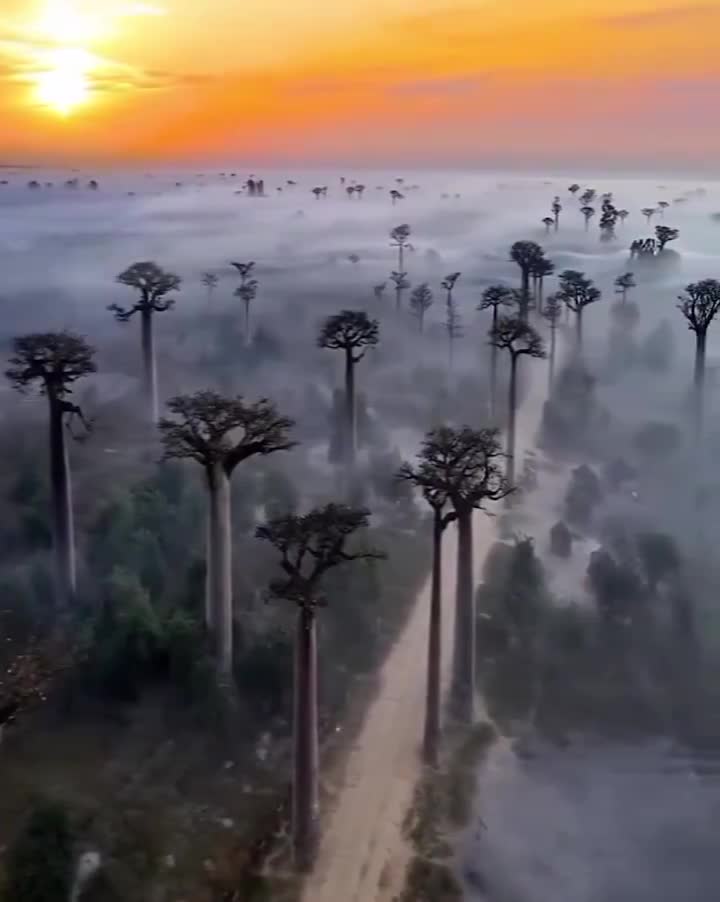 Madagascar has been isolated for about 88 million years and is home to an abundance of plants and animals found nowhere else on Earth