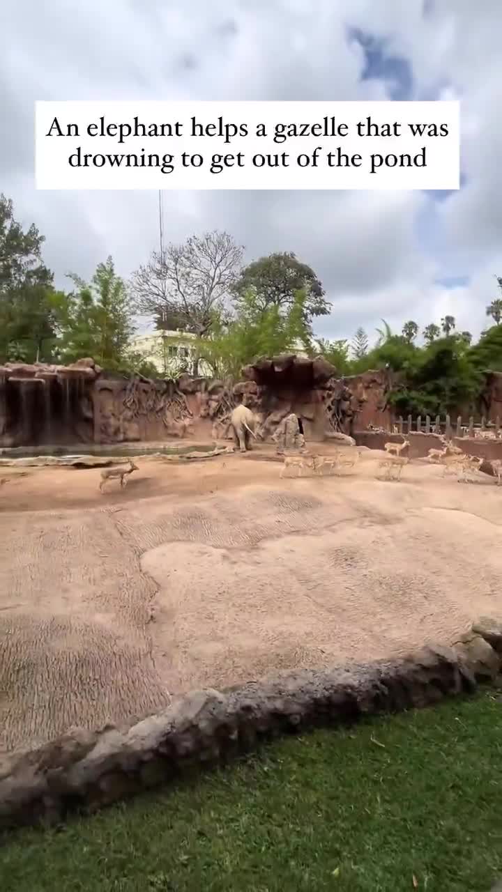 Elephant helps a baby gazelle from drowning ❤️