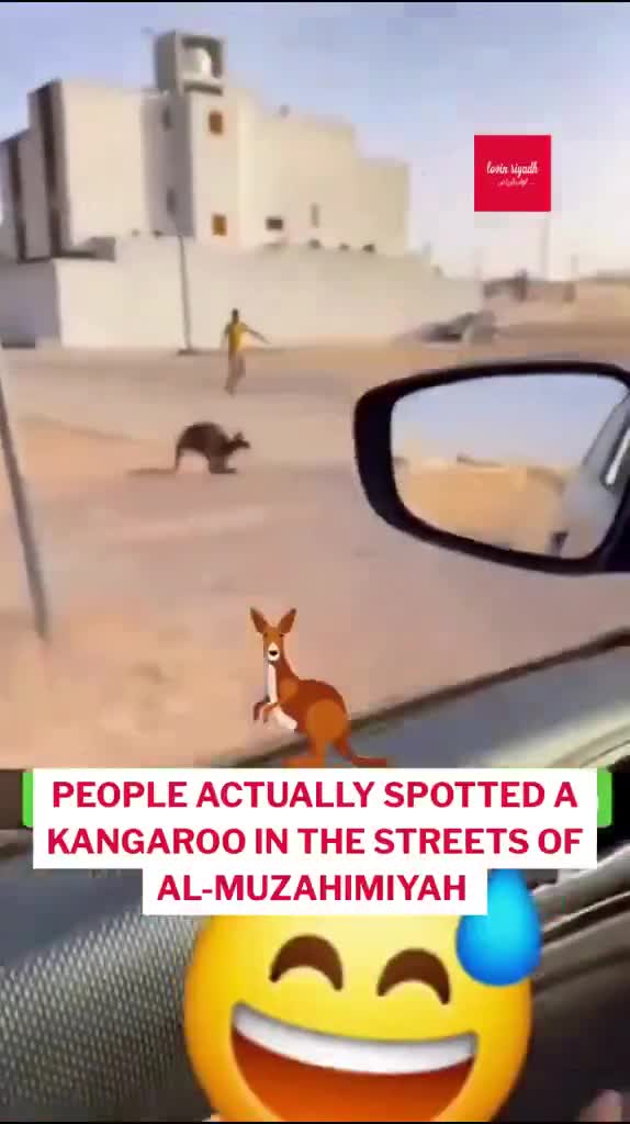 🇸🇦 KANGAROO ON THE RUN IN SAUDI ARABIA? YEP, THAT HAPPENED  A wild chase broke out in Al-Muzahimiyah, west of Riyadh, after a kangaroo - not exactly native desert wildlife - was spotte...