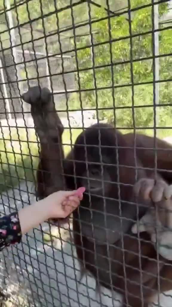 Russian boxer Anastasia Luchkina lets an endangered orangutan take a hit from her vape pen 😳💨
