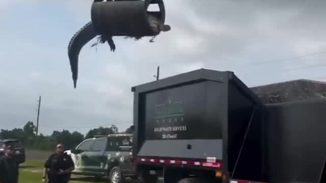 Alligator Alcatraz draft pick 🥇