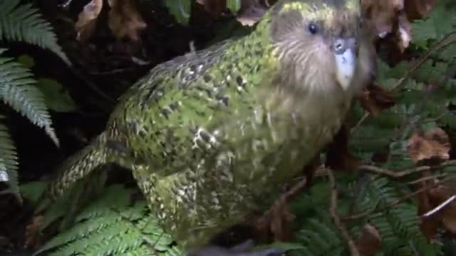 🇳🇿 MEET THE KĀKĀPO: A FLIGHTLESS, HEAD-BANGING, MOSSY BIRD THAT REFUSES TO GO EXTINCT  It’s the size of a housecat, looks like it rolled in a patch of moss, and instead of flying, ...
