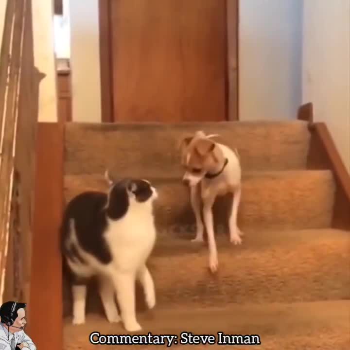 Dog gets triggered after getting smacked.