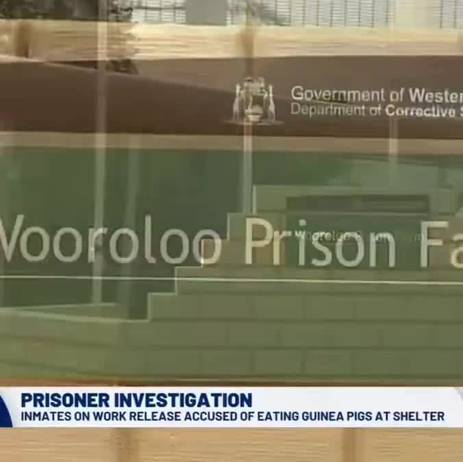 WA prisoners assigned to work at an animal shelter are under investigation for eating guinea pigs. Is it a crime or a feast?