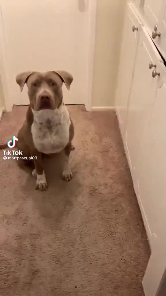 he thought his dog was stupid but it just speaks spanish 😂