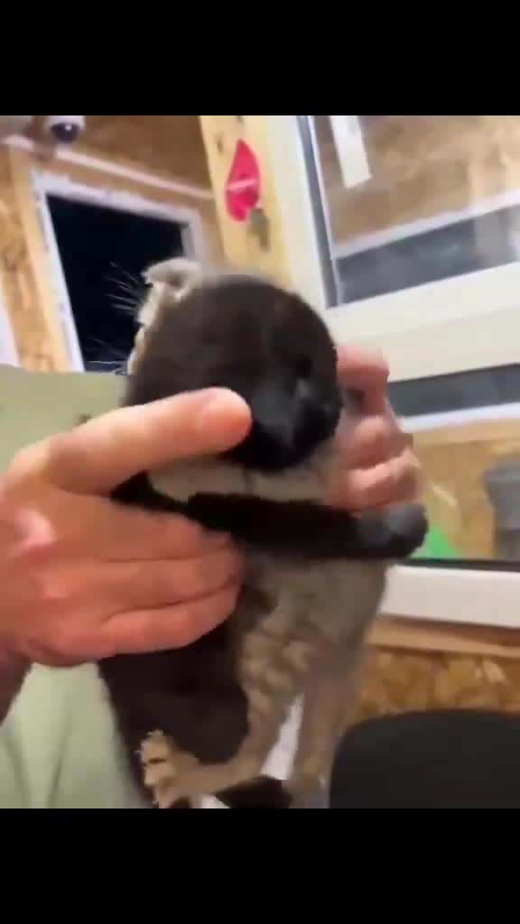 A guy wanted to adopt a cat, but he wouldn't leave his brother's side, so he had to take both of them.