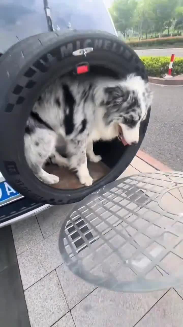 Yeah… I wouldn’t put my dog in that