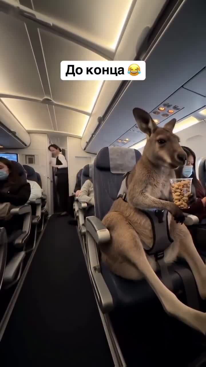 Virgin Australia allows pets in plane cabins after food safety regulator issues approval