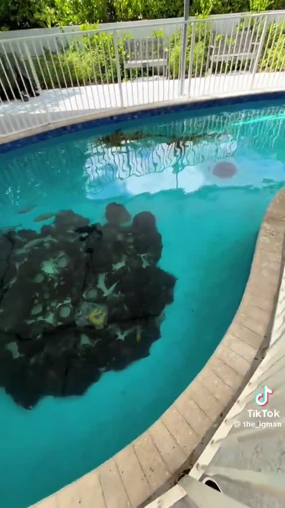 Florida Man turned his backyard pool into SeaWorld