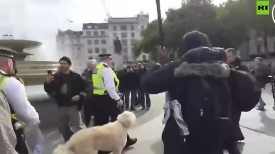 London police arrested a dog at the protests — and, of course, the owner came along for the ride