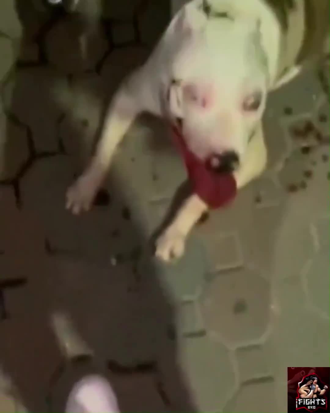 Nothing I love more than seeing animal abusers get what they deserve!!!
