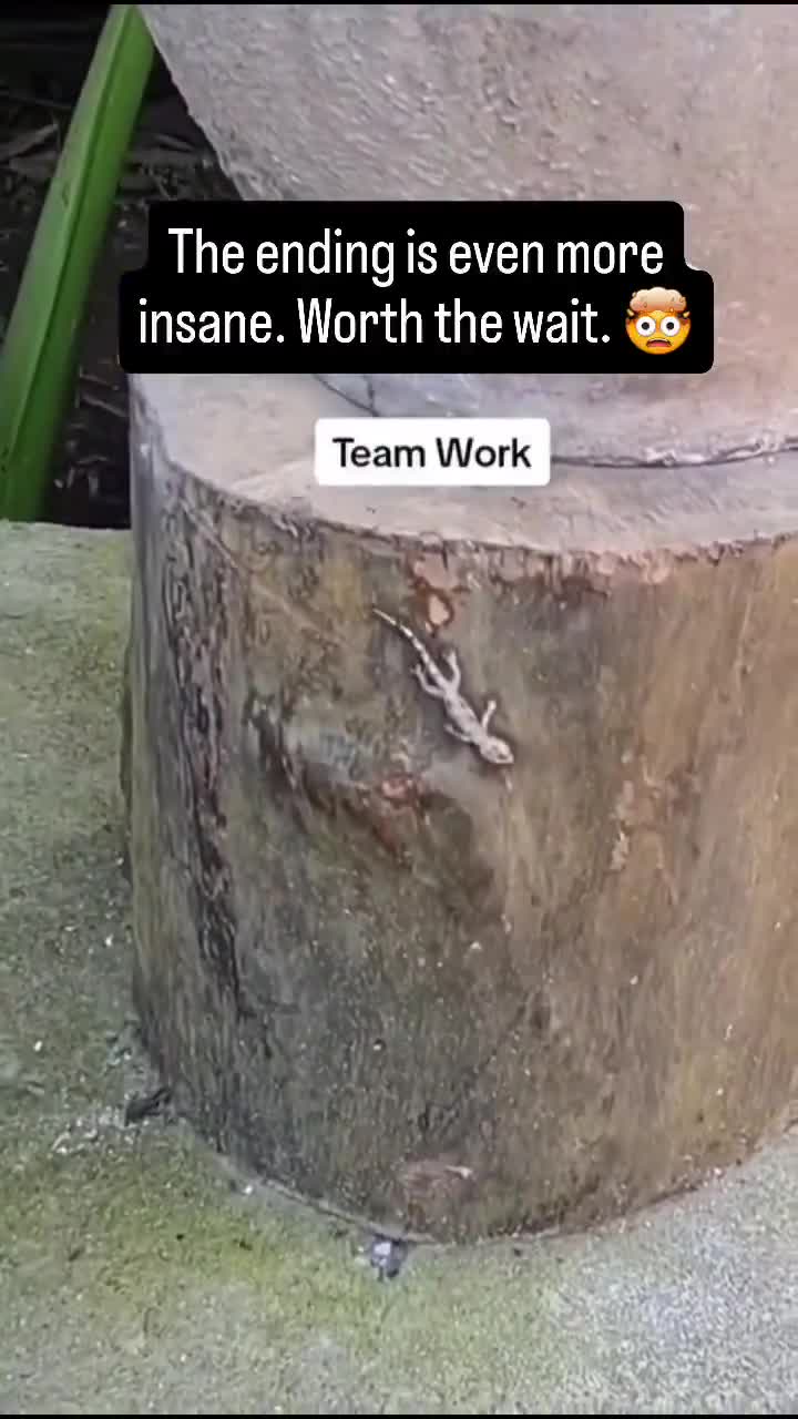 This ant colony did the impossible. This is actually crazy.