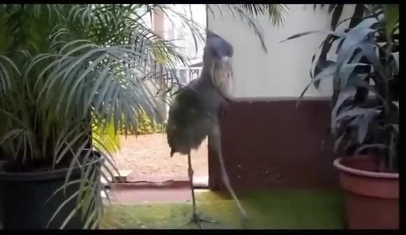 My favourite thing about that bird is that it isn't in the room with me