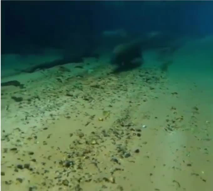 Capybaras are not only the largest rodents in the world, but they can also run underwater at speeds of up to 5 km/h