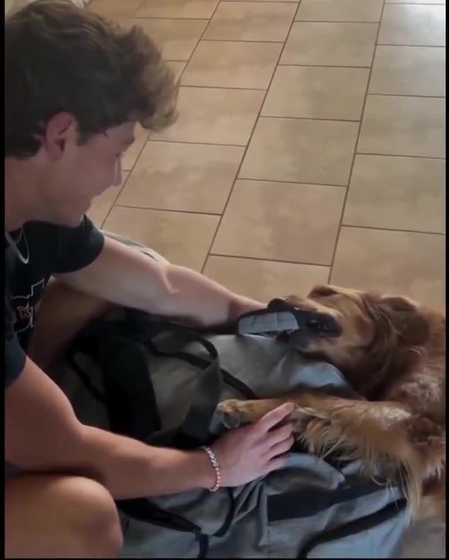 This dog doesn't want to see her brother leave for college 😭 ❤️