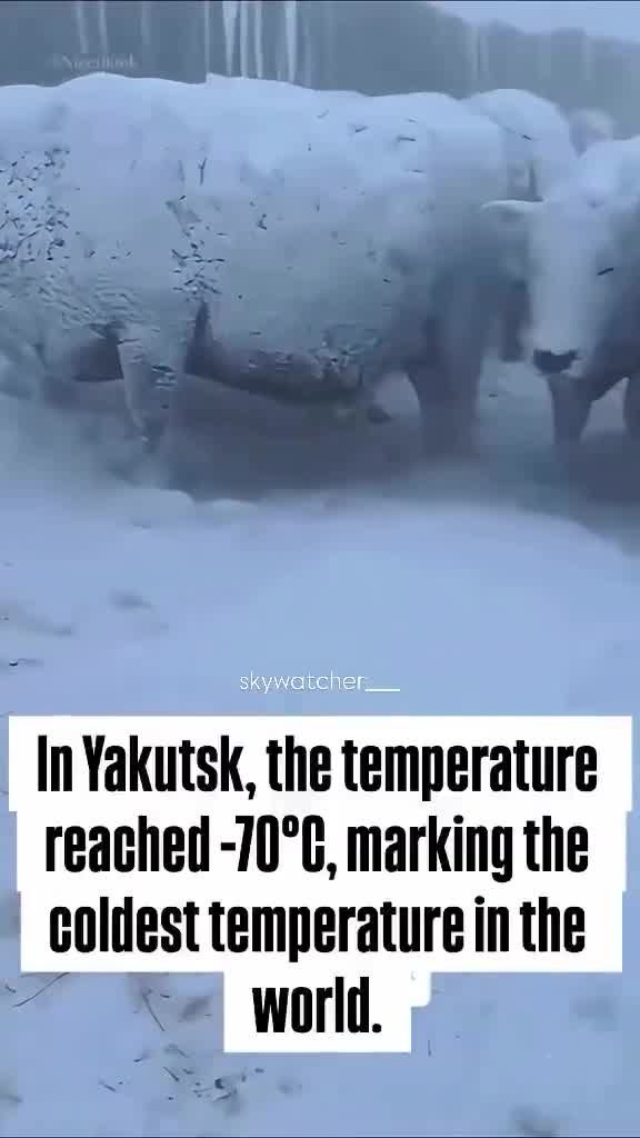 These Poor Cows in the Coldest place in the World - Yakutsk.  Way more people die from the Cold than they do the Heat.  Shame Climate Change is a Hoax because a bit of extra heat would be ni...